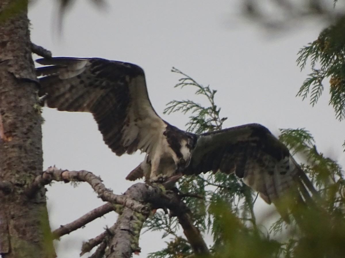 Osprey - Cathi Bower