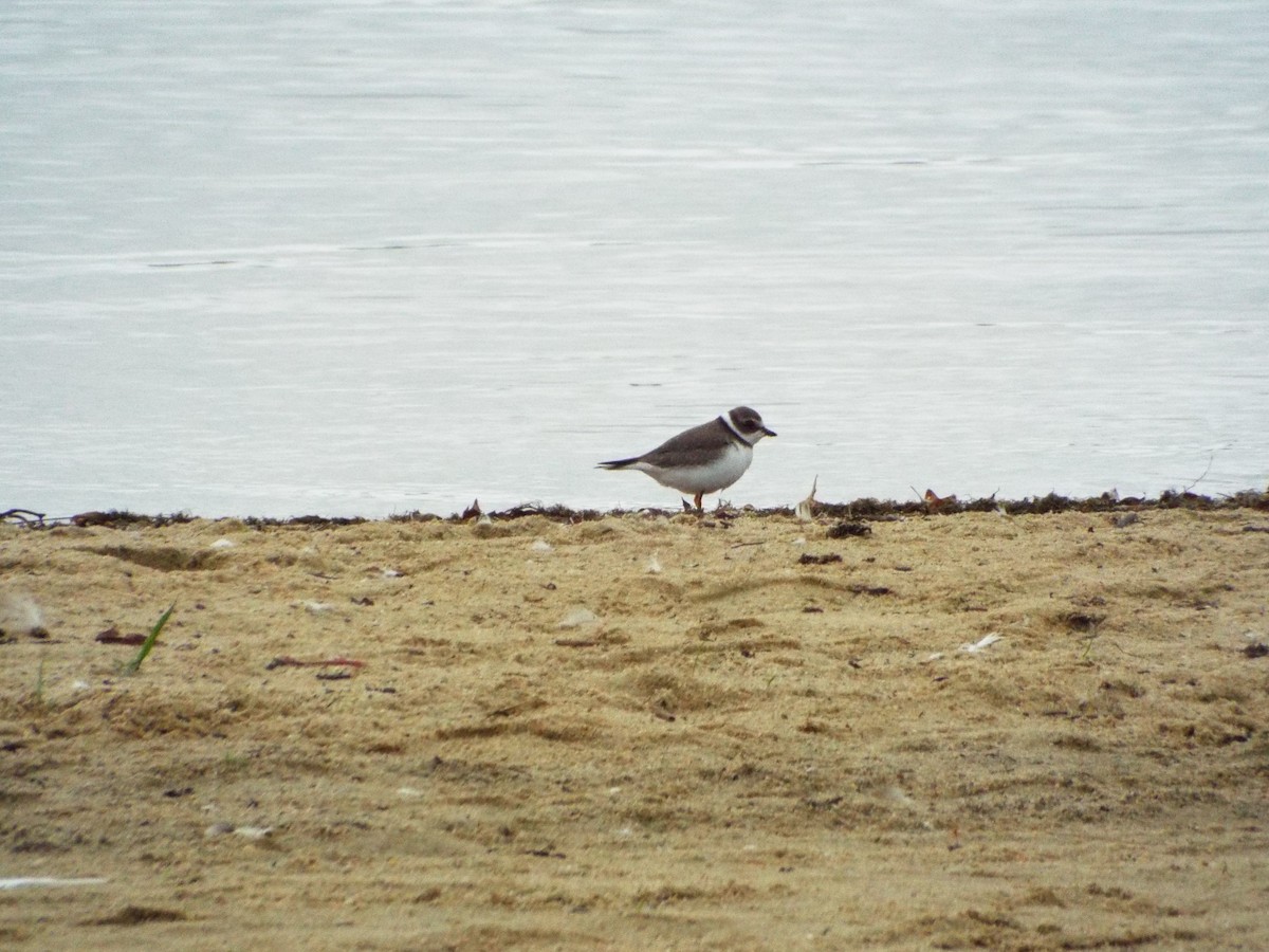 Semipalmated Plover - ML112984361