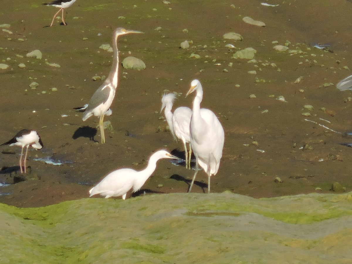 Tricolored Heron - ML112984691