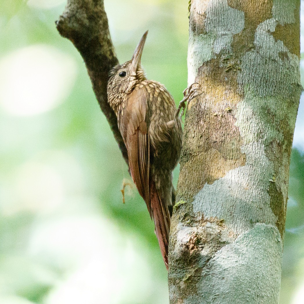 Spix's Woodcreeper - Silvia F🪶 Linhares