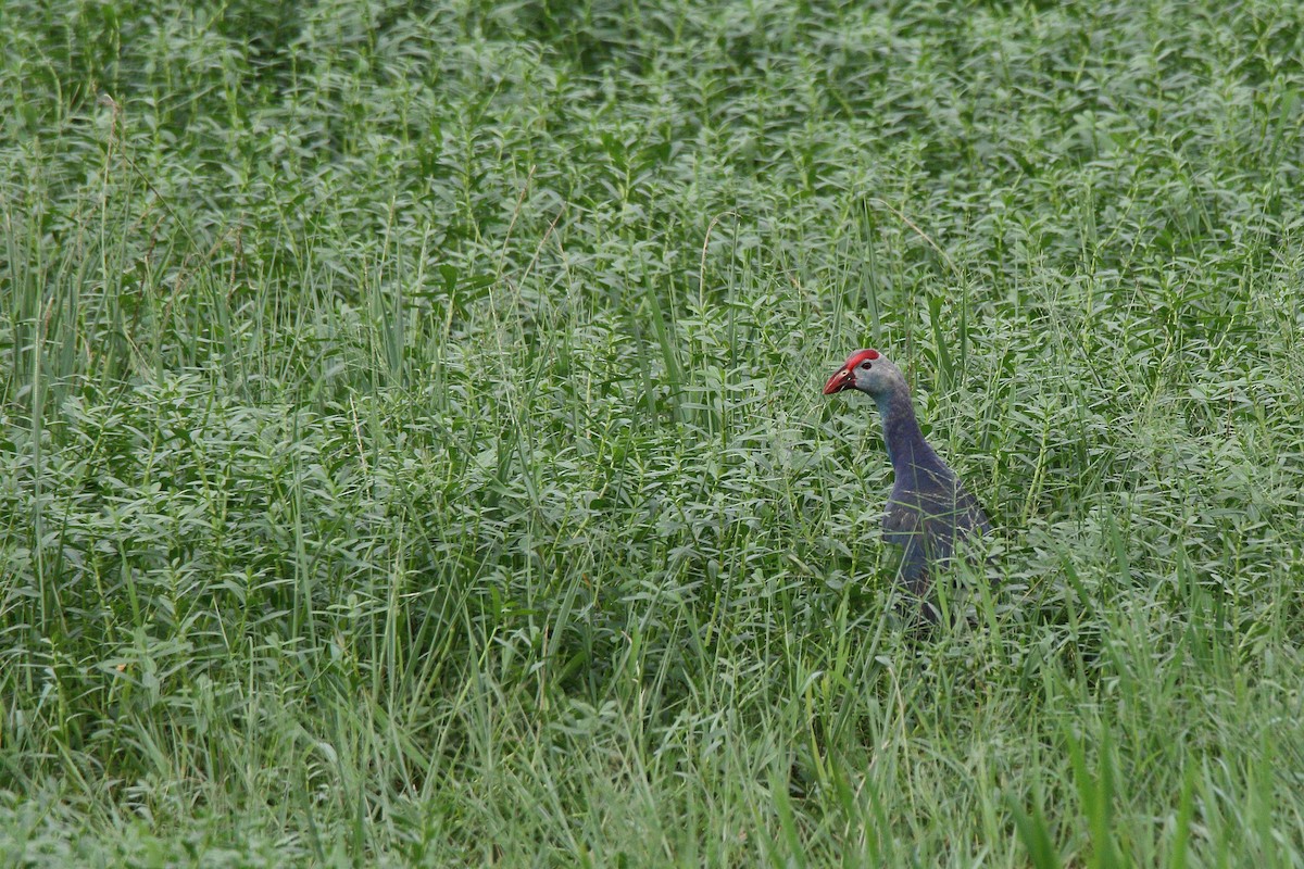 Gray-headed Swamphen - ML112987071