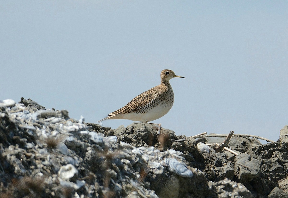 Upland Sandpiper - ML112987921