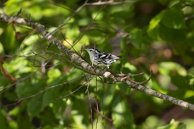 Black-and-white Warbler - ML112991331