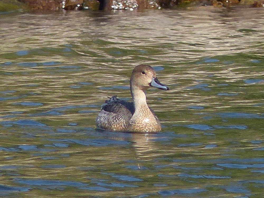 Northern Pintail - ML112991641