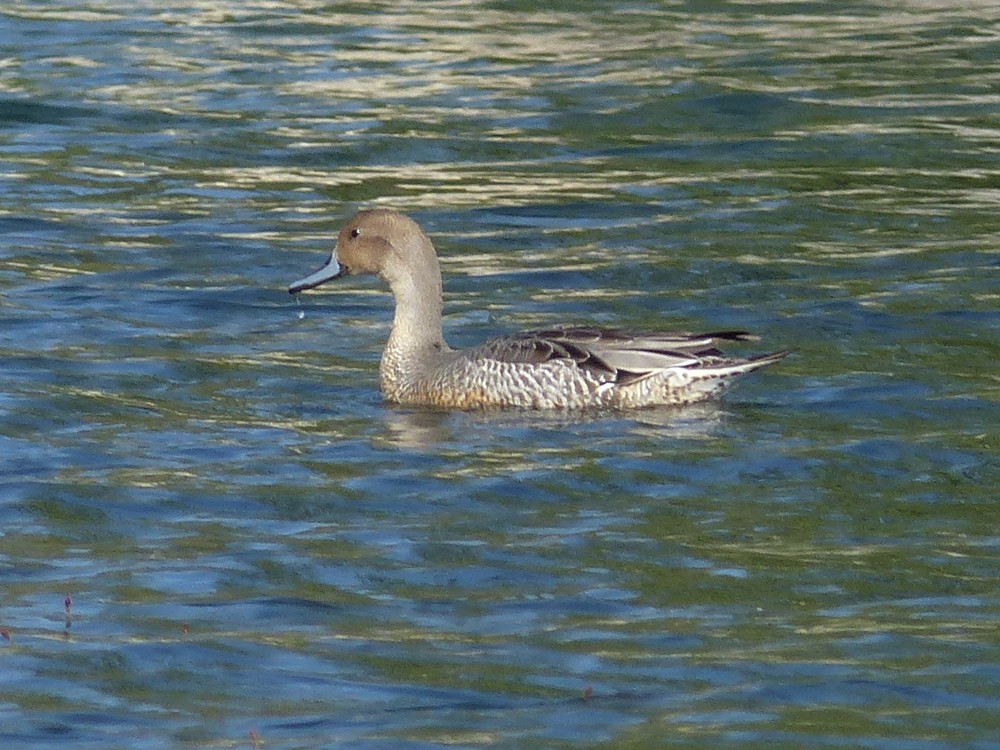 Northern Pintail - ML112991651