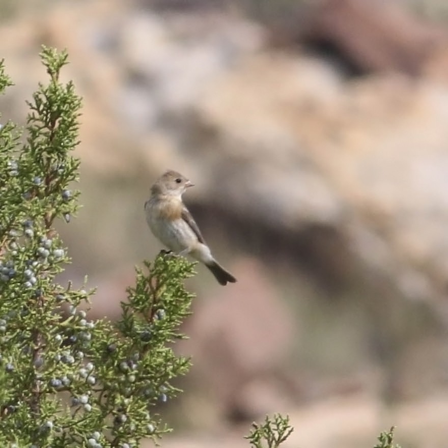 Lazuli Bunting - Tony Leukering