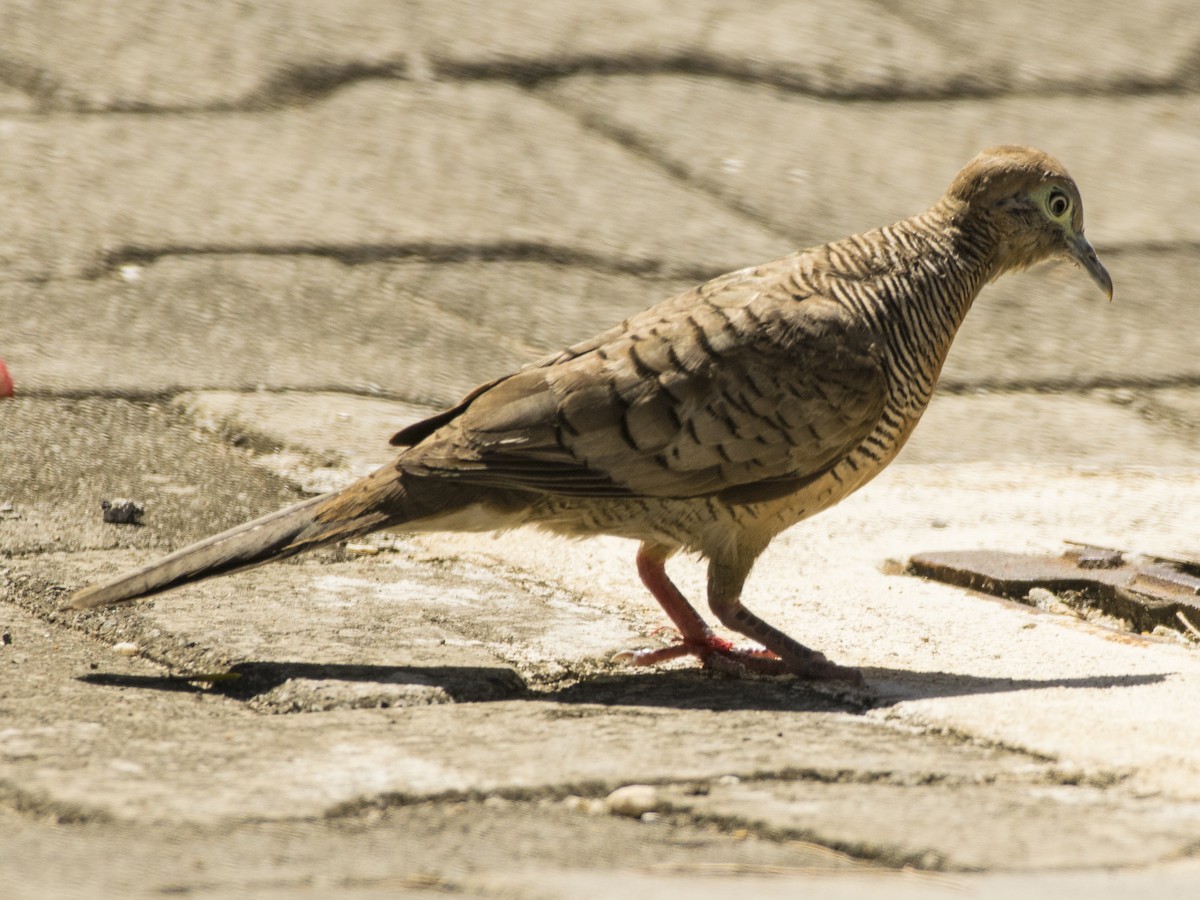 Zebra Dove - Susan Barnard