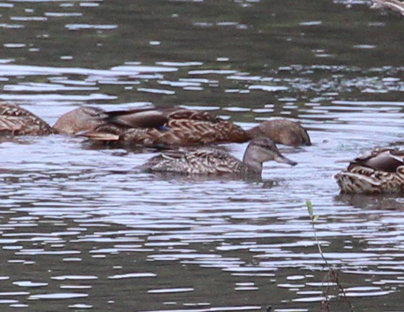 Green-winged Teal (American) - ML112994131