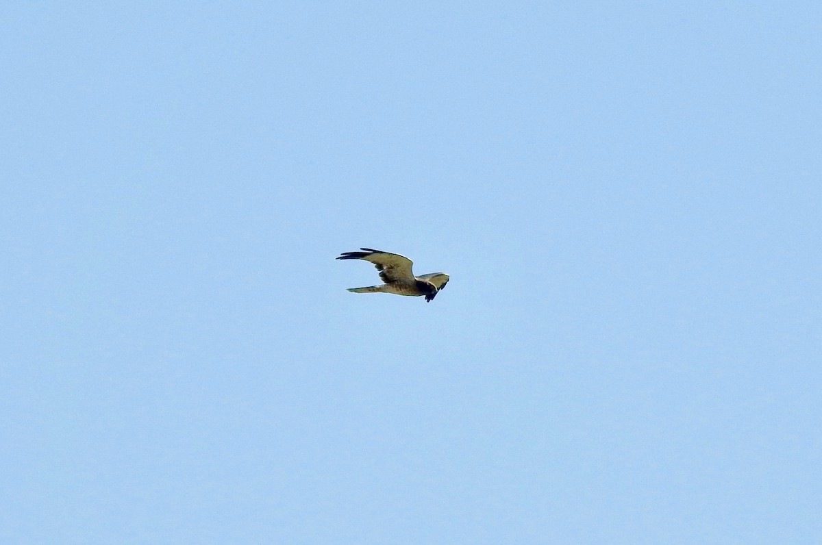 Northern Harrier - ML112994781