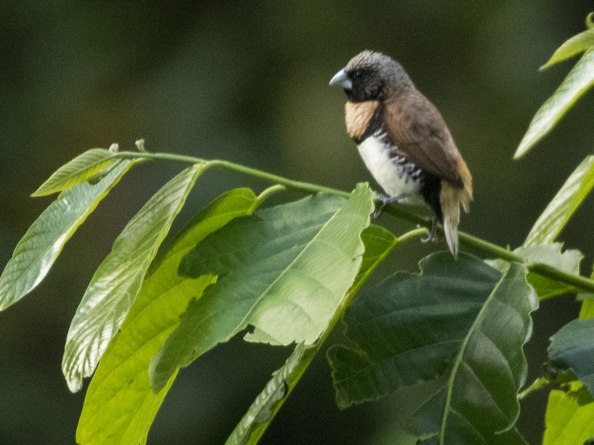 Chestnut-breasted Munia - Susan Barnard