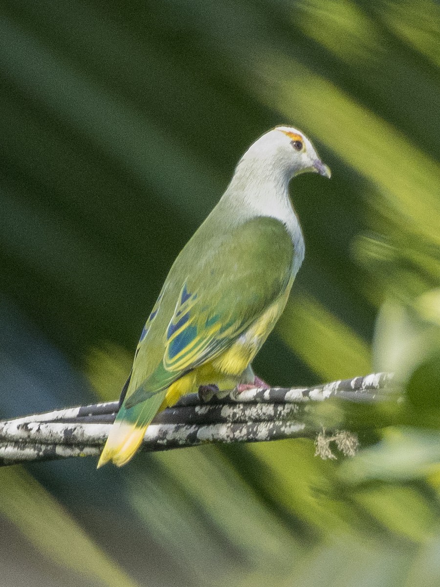 White-capped Fruit-Dove - ML112996511