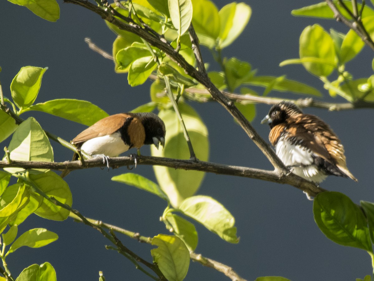 Chestnut-breasted Munia - ML112996561