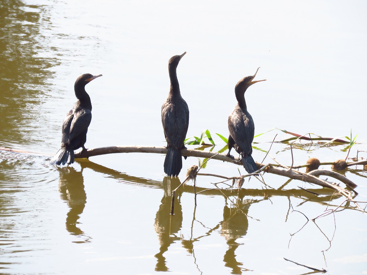 Neotropic Cormorant - ML112996781