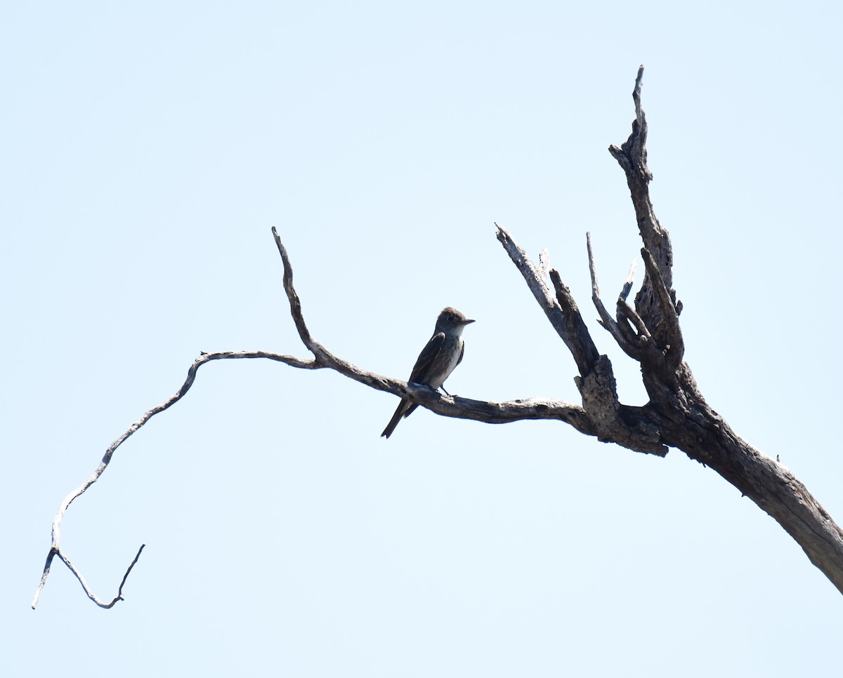 Olive-sided Flycatcher - ML112997161