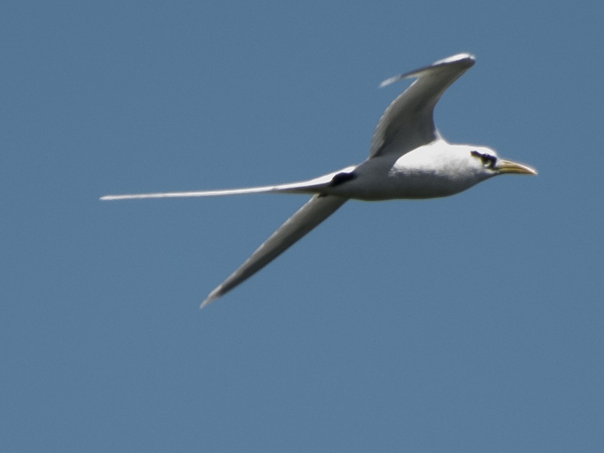 White-tailed Tropicbird - ML112997811