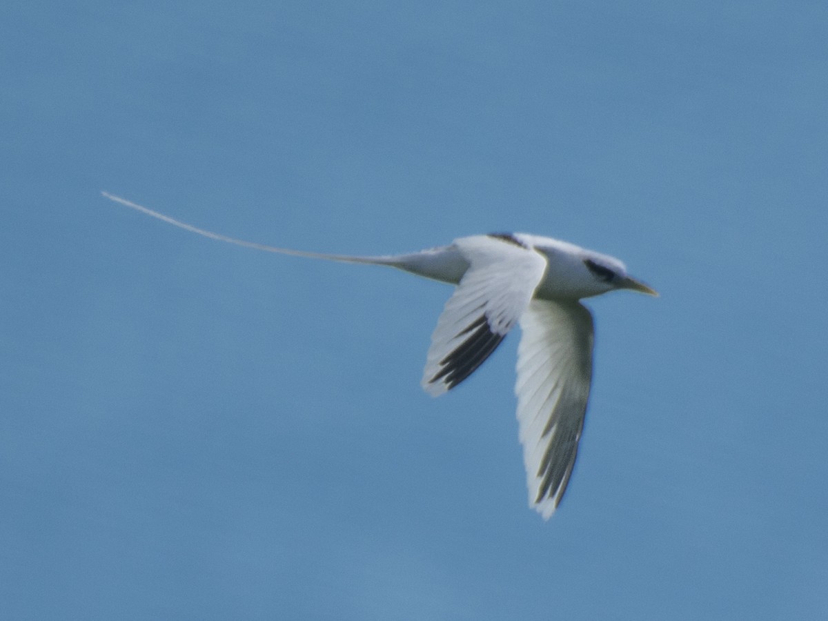 White-tailed Tropicbird - ML112997831