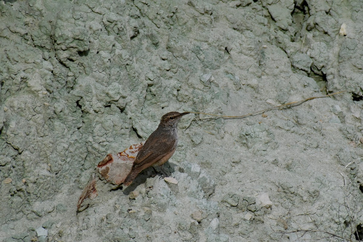 Rock Wren - ML112997961