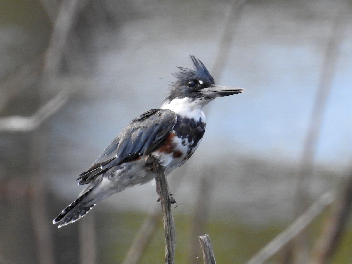 Belted Kingfisher - Cindy  Ward