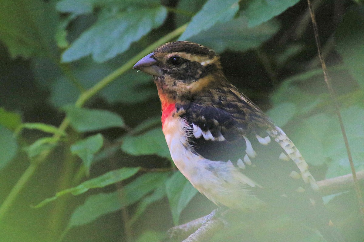 Cardinal à poitrine rose - ML112999841