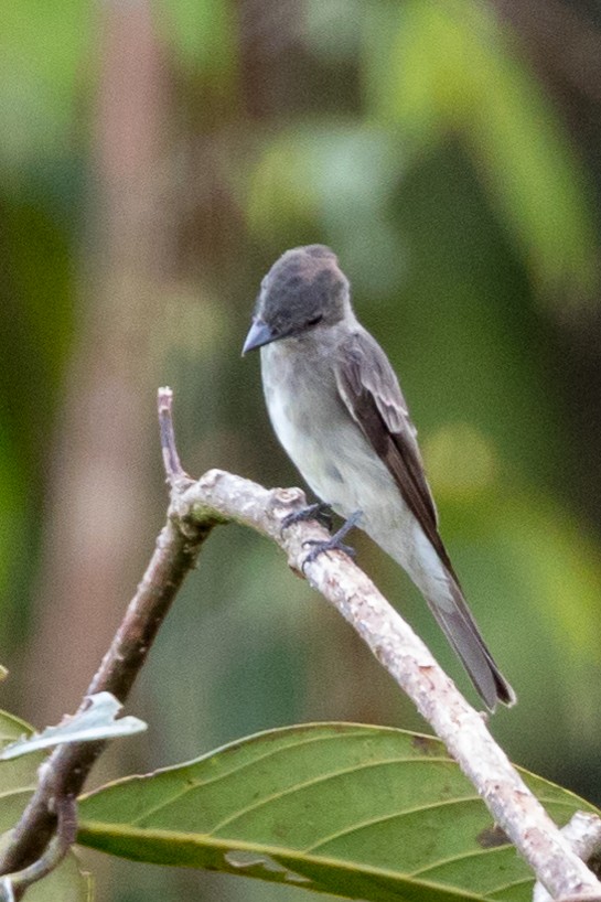 Western Wood-Pewee - Rob Felix