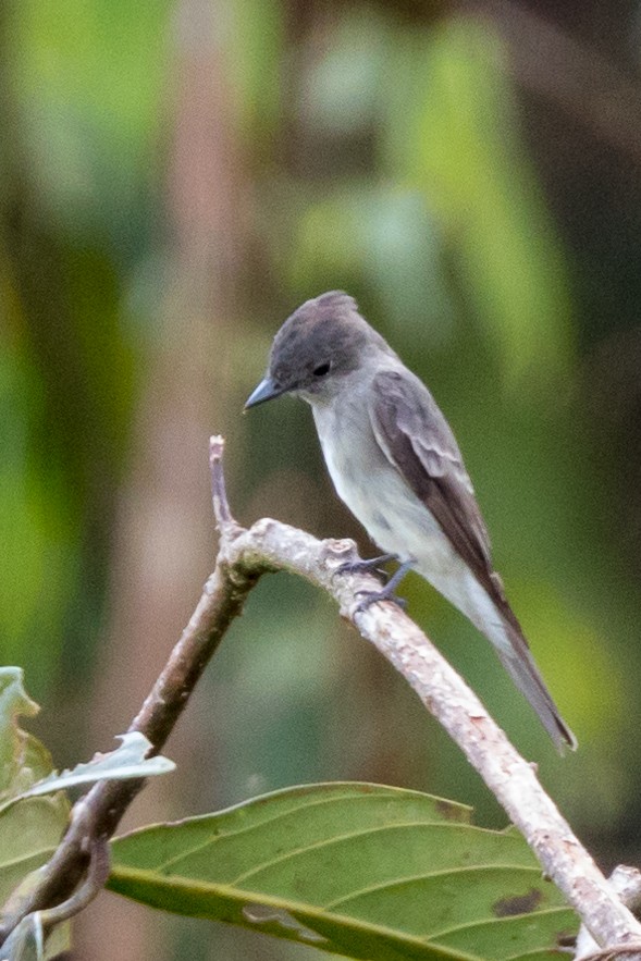 Western Wood-Pewee - ML113002331