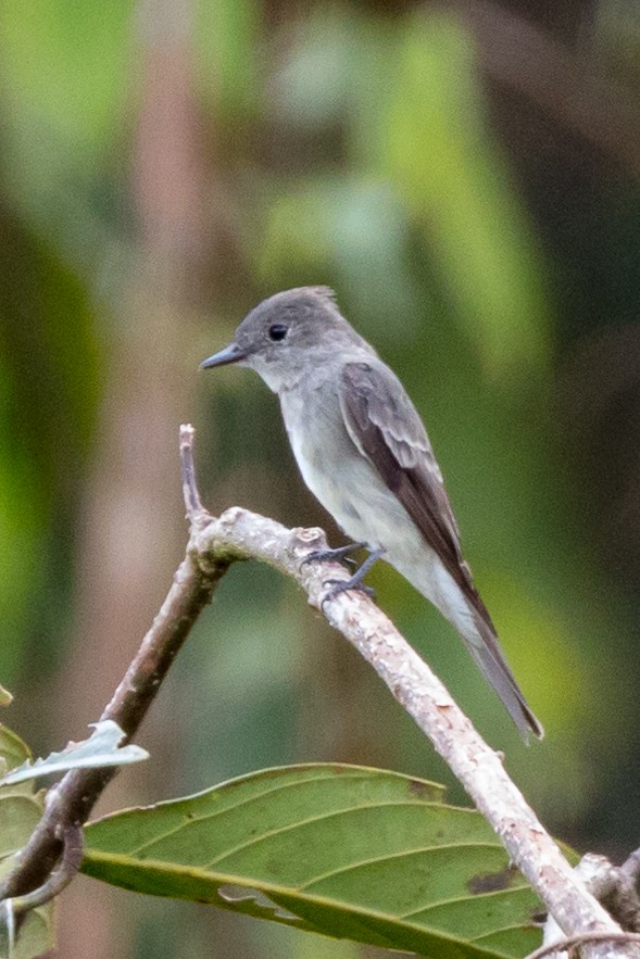 Western Wood-Pewee - Rob Felix