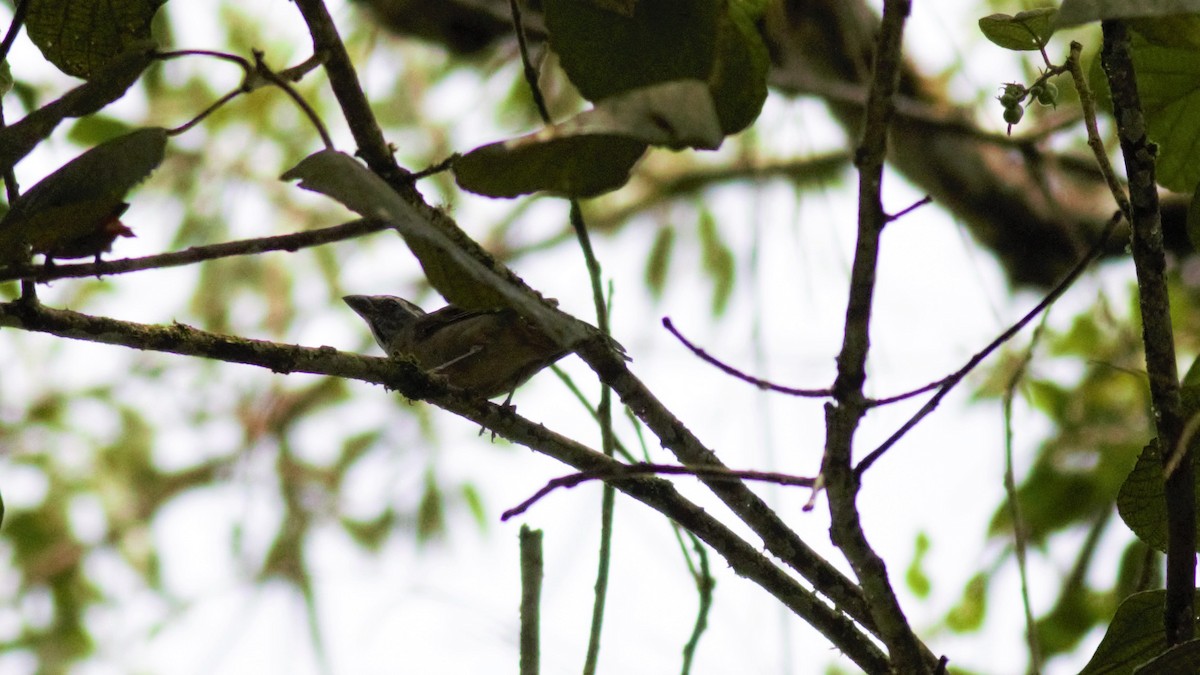 Green-winged Saltator - ML113002691