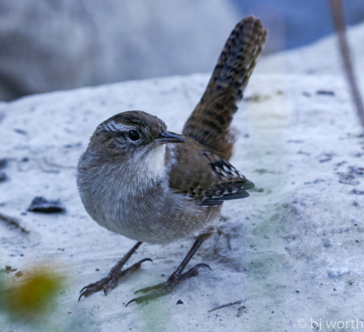 Marsh Wren - ML113002751