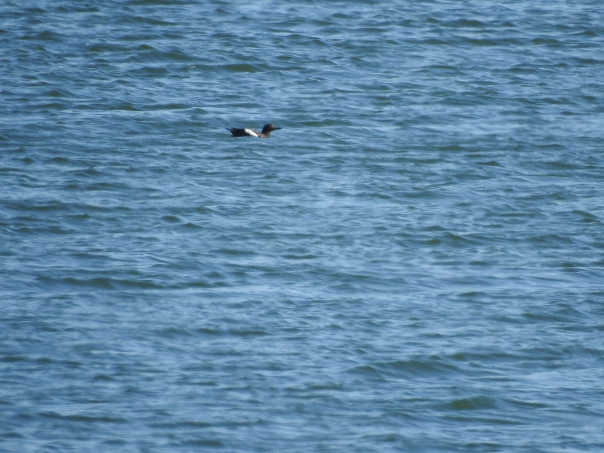 Pigeon Guillemot - ML113006091
