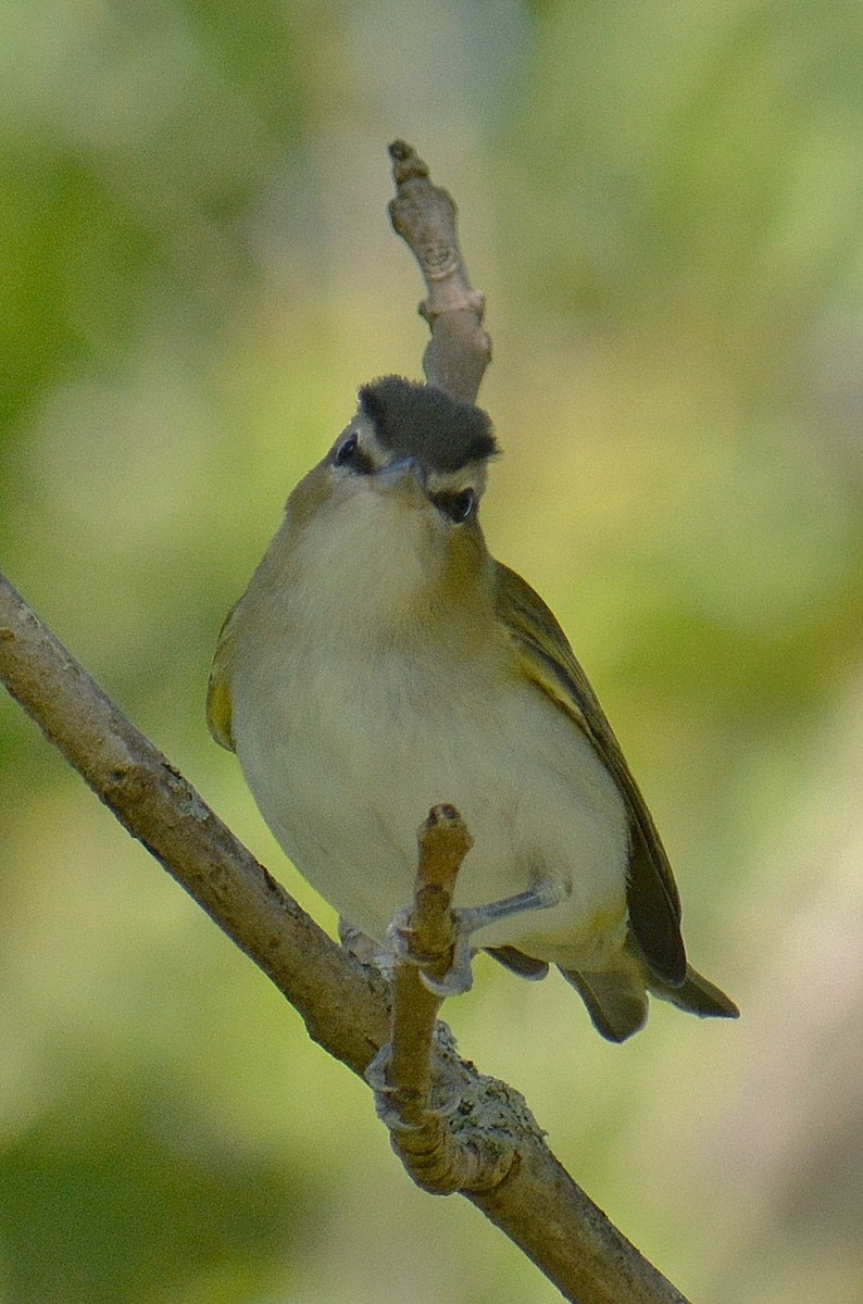 rødøyevireo - ML113007561