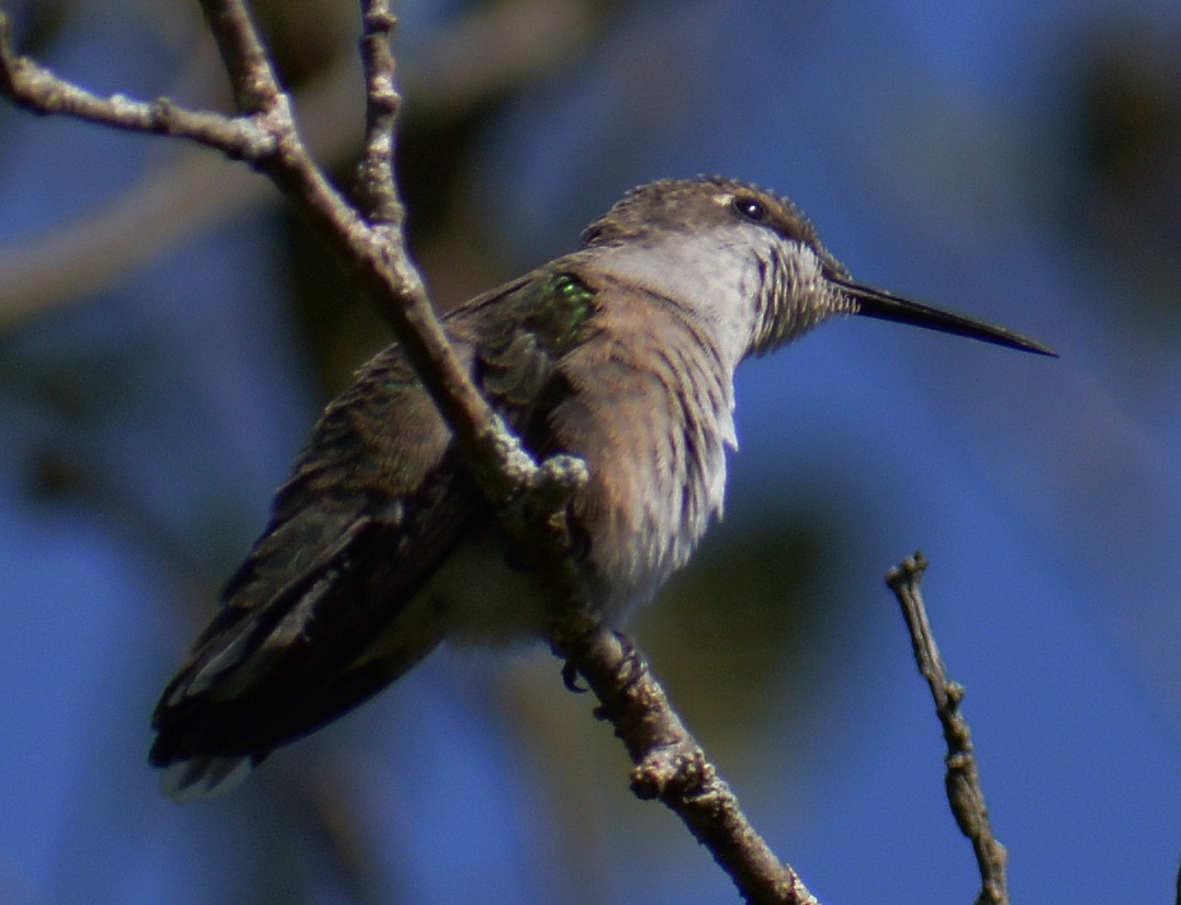 kalypta rubínohrdlá - ML113007661