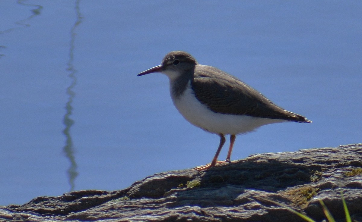 Spotted Sandpiper - ML113007811