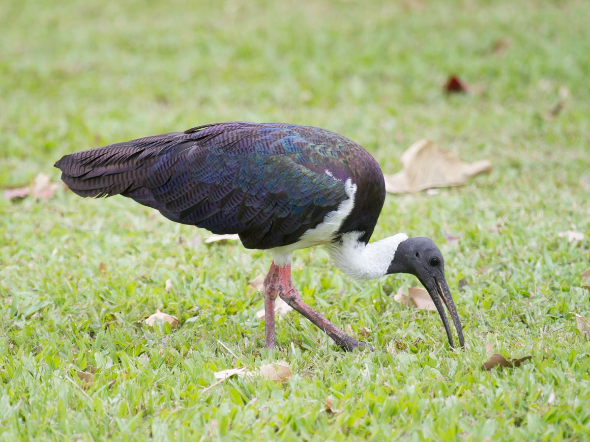ibis slámokrký - ML113007931