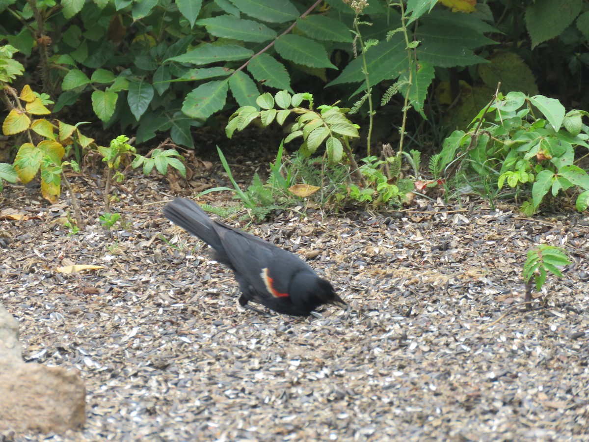 Red-winged Blackbird - ML113009661