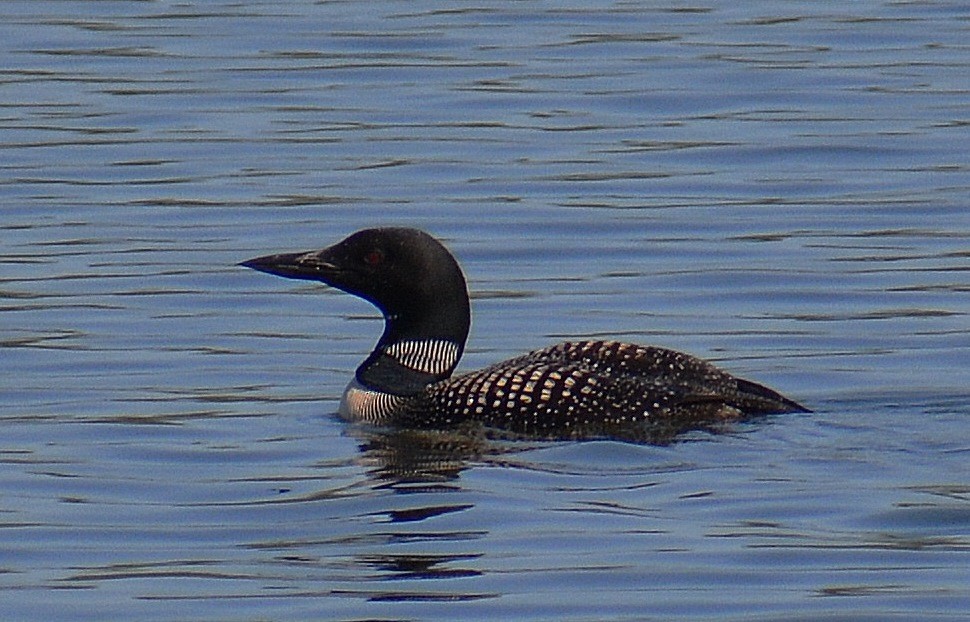 Plongeon huard - ML113009711