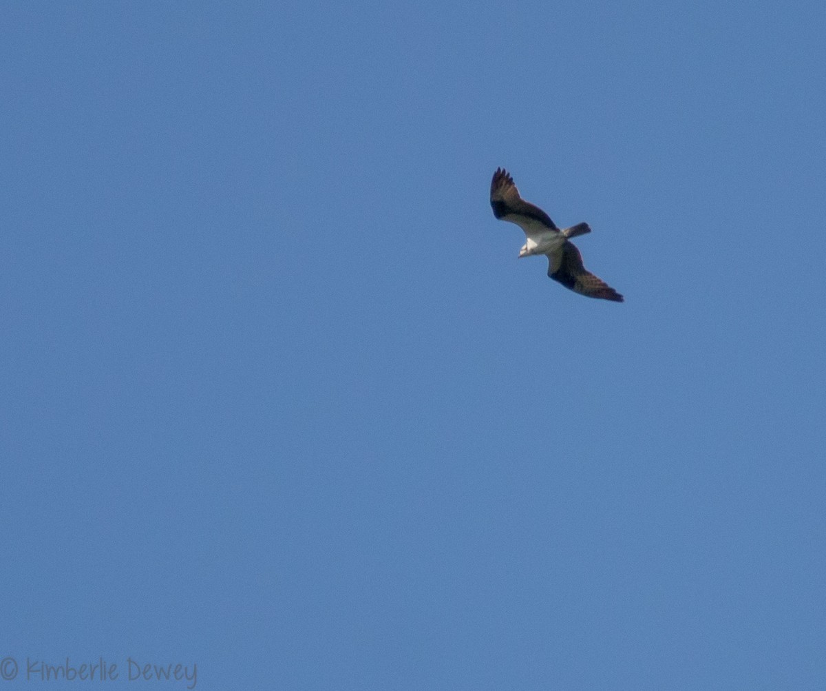 Águila Pescadora - ML113009811