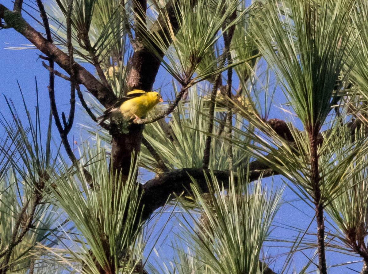 American Goldfinch - ML113010691