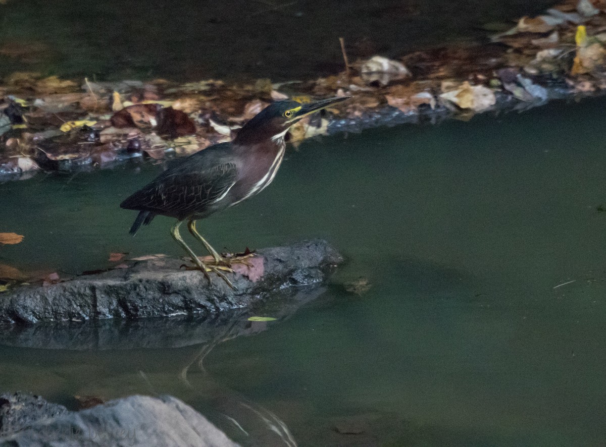 Green Heron - ML113010721