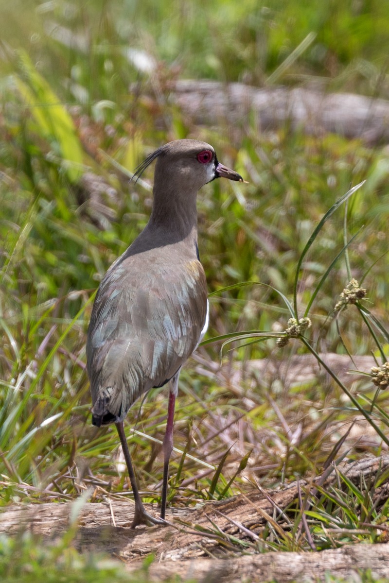 Southern Lapwing - ML113011891