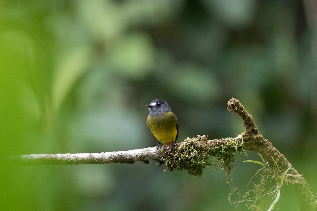 Ornate Flycatcher - ML113012141