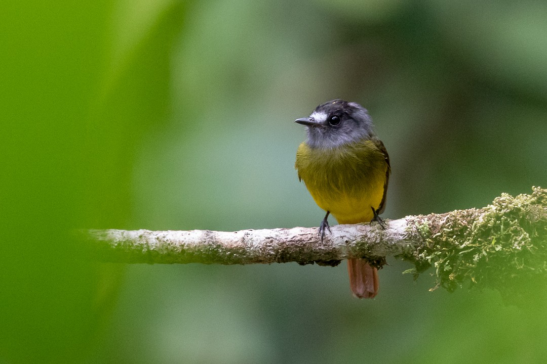 Ornate Flycatcher - Rob Felix