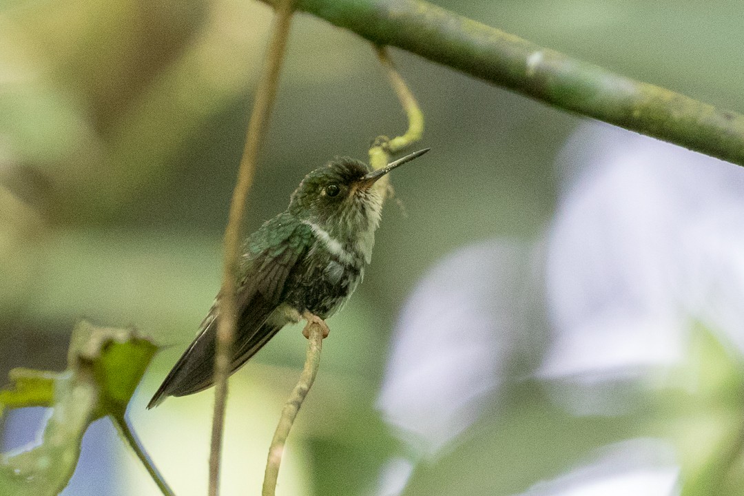 kolibřík ekvádorský - ML113012361