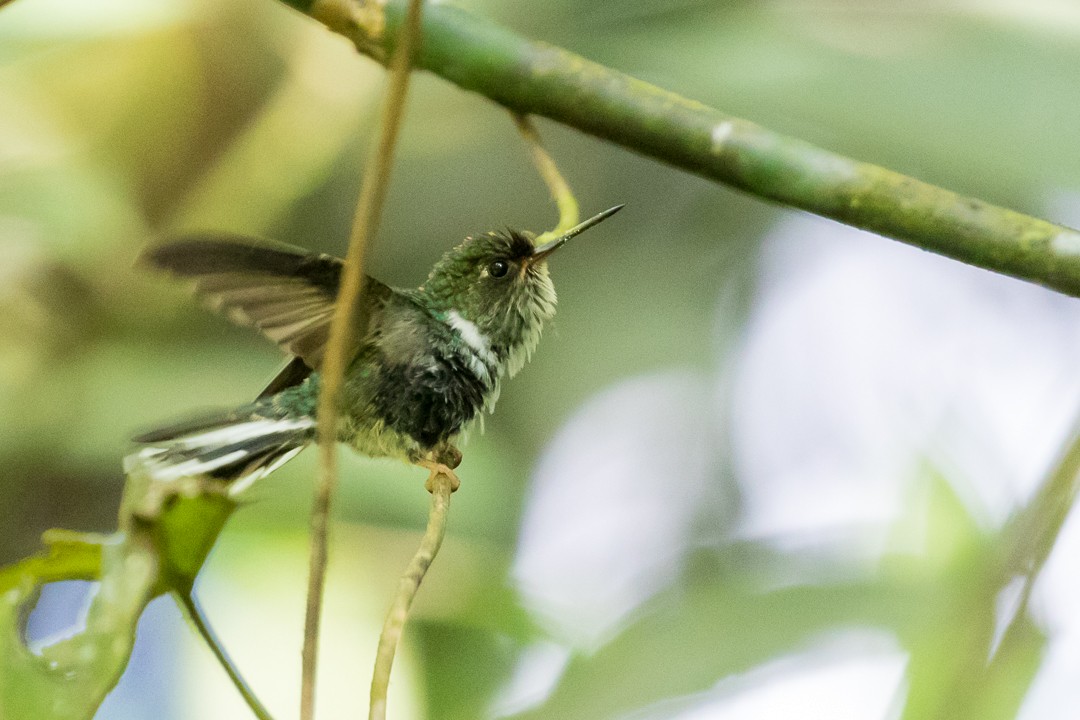 Colibri à queue mi-blanche - ML113012371