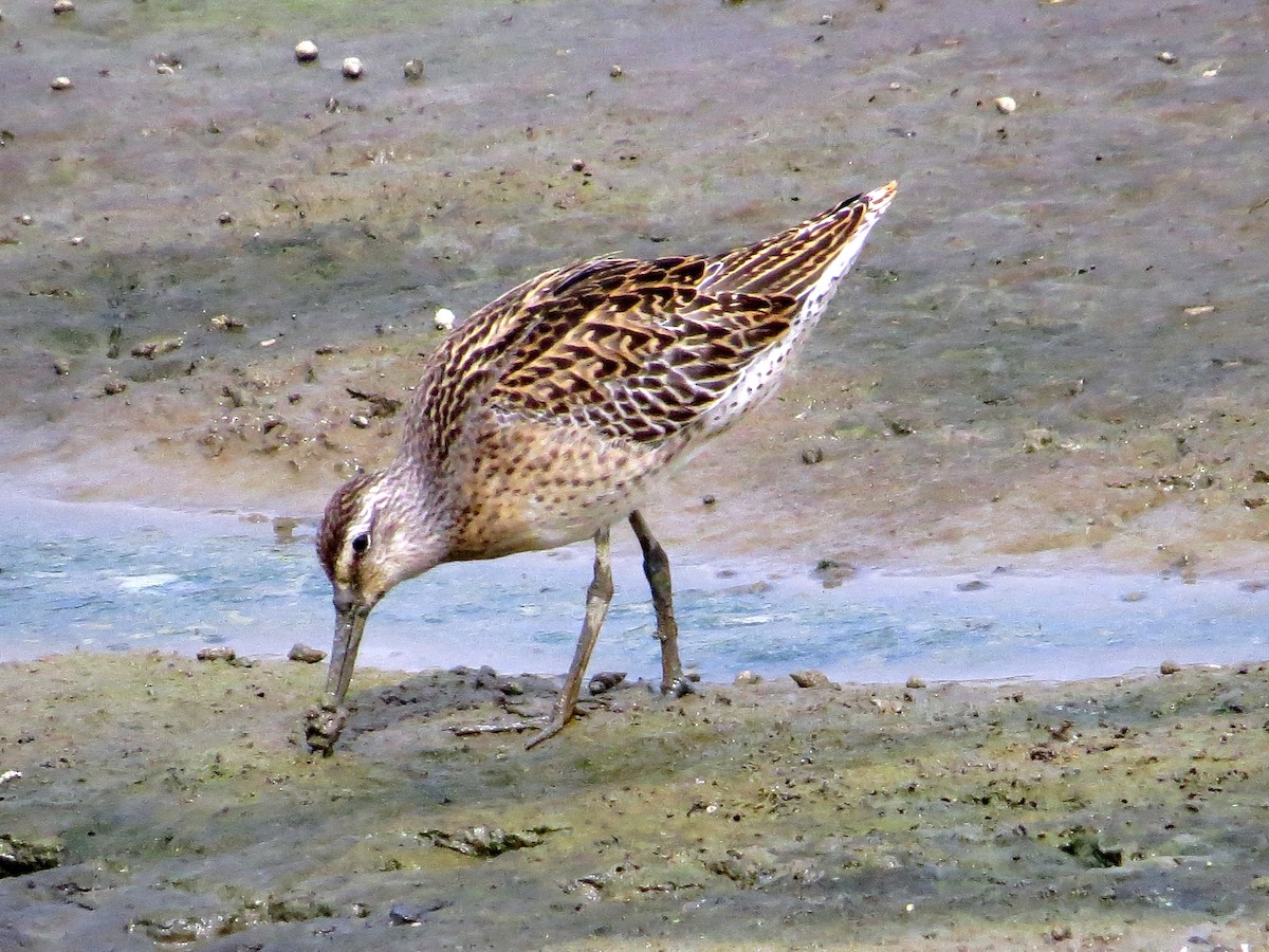 Short-billed Dowitcher - ML113013621