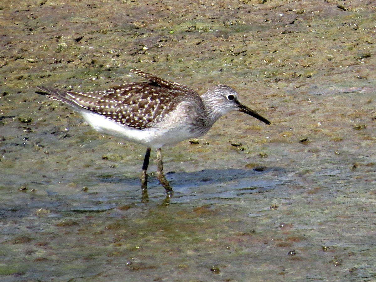 Lesser Yellowlegs - ML113013911