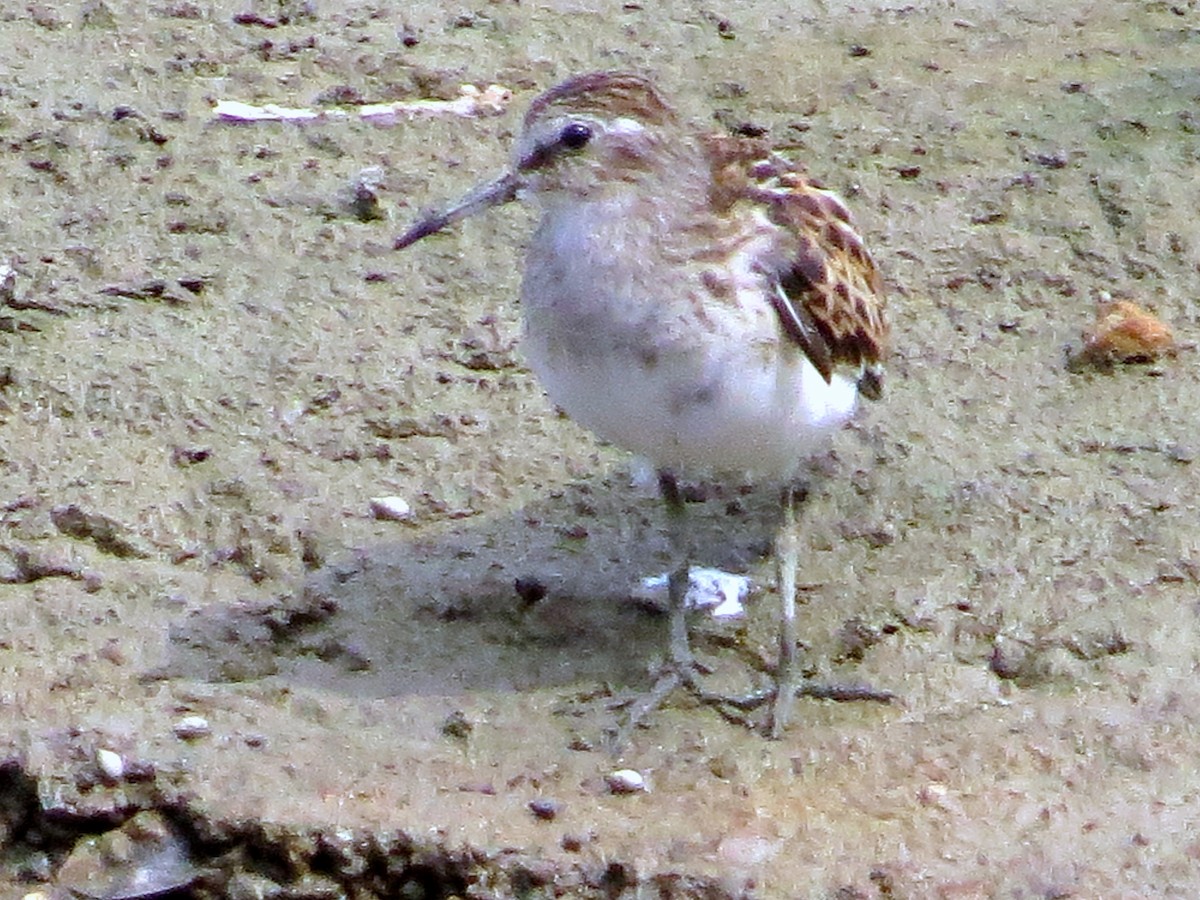Least Sandpiper - ML113014731