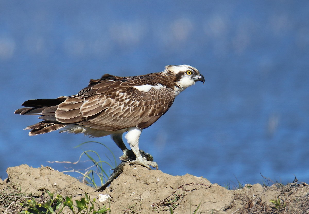 Osprey - Marina Ribeiro
