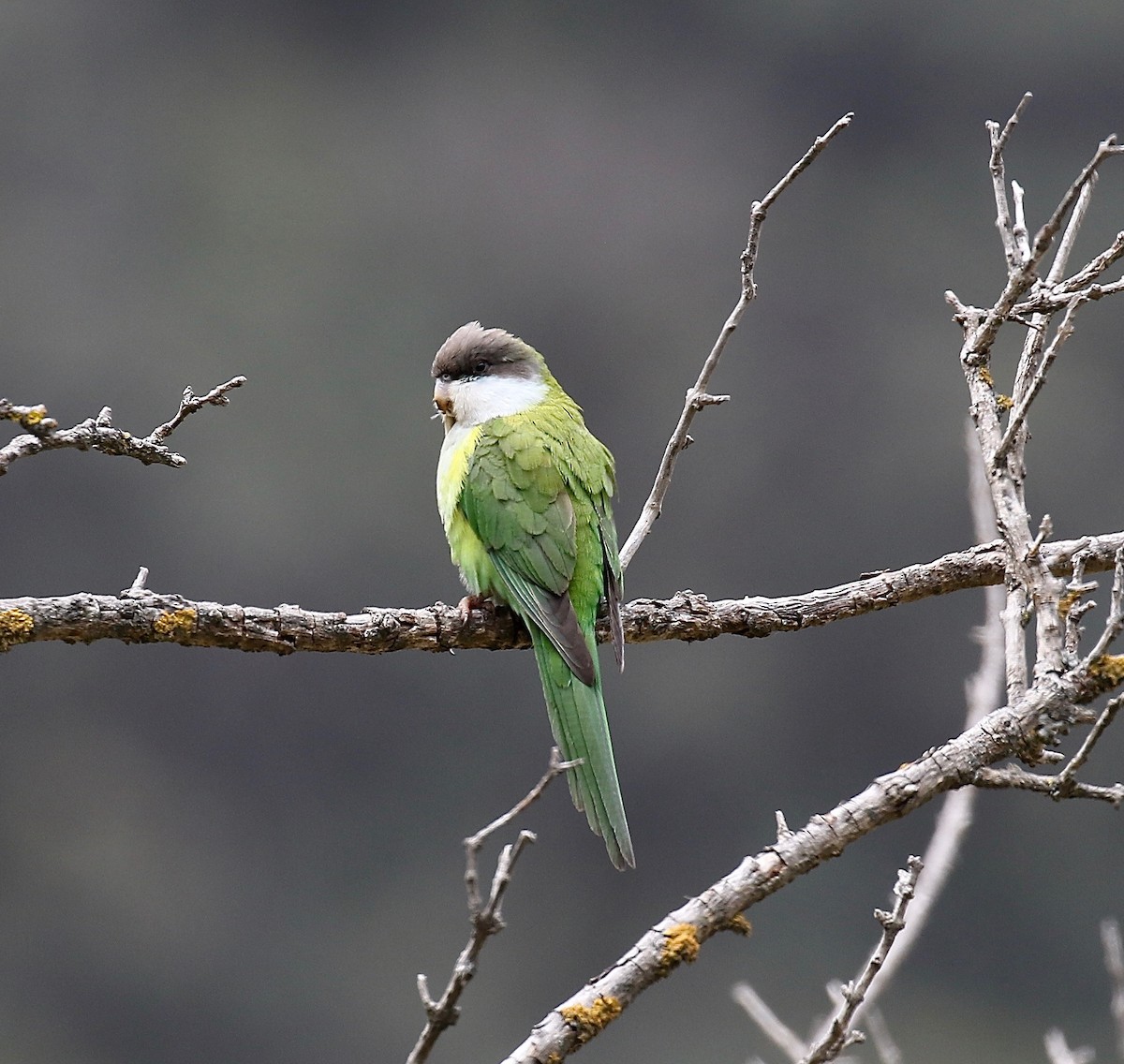 Gray-hooded Parakeet - ML113020521