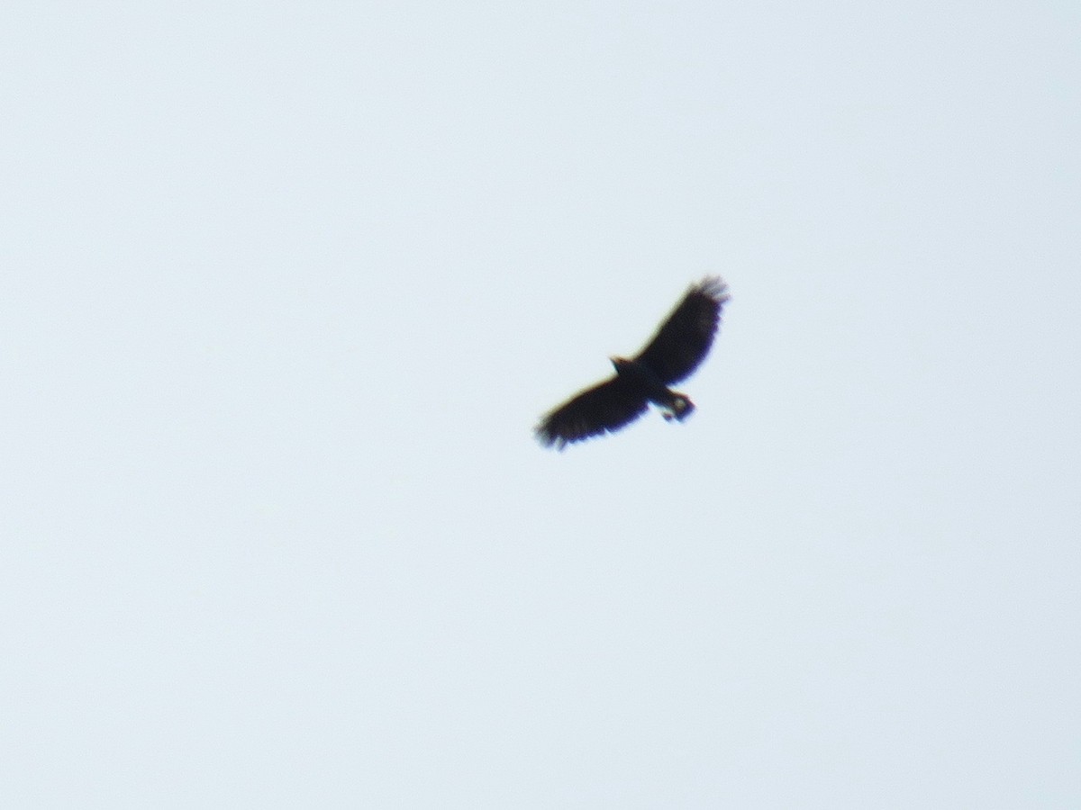 Great Black Hawk - ML113021681