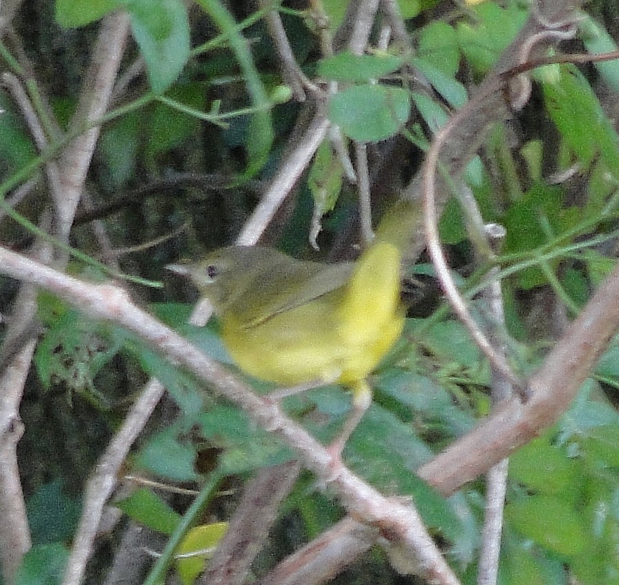 Mourning Warbler - ML113021691